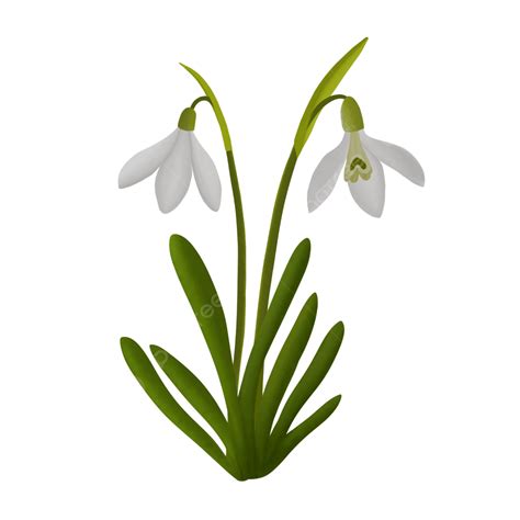 Snowdrop Flower Clipart Vector, Snowdrop Flower Illustration Free Png ...