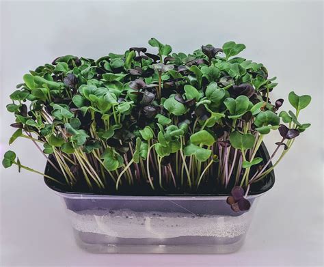 Large Premium V2 Hydroponic Microgreen Grow Kit, 3 Crops of Fresh ...