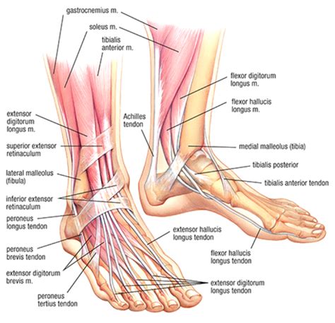 Developing Strength & Stability in the Foot, Ankle, and Lower Leg ...