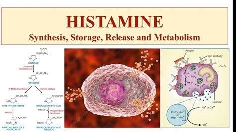 Histamine Synthesis