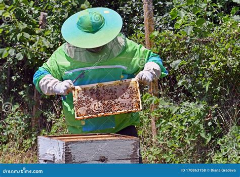 Beekeeper Working on a Bee Hive Stock Photo - Image of worker, nature ...