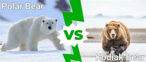 Polar Bear vs Kodiak Bear: 5 Key Differences - IMP WORLD