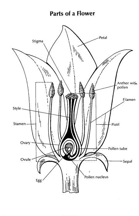 Pin by Lauren Schroer on Science | Parts of a flower, Plant science ...