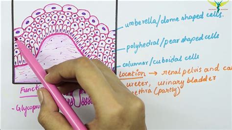 Transitional Epithelial Tissue Diagram