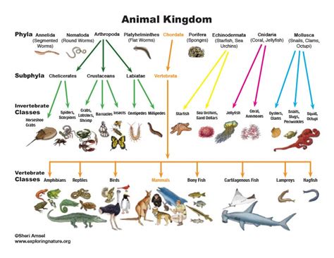 Animal Classification Chart Birds