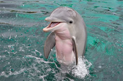 Dolphin-Babies.11-A | Dolphin Quest | Swimming With The Dolphins ...