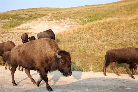 Close Up of a Herd of Bison at Yellowstone Stock Image - Image of ...