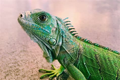 150+ Cute and Funny Names for Your Pet Lizard - PetHelpful