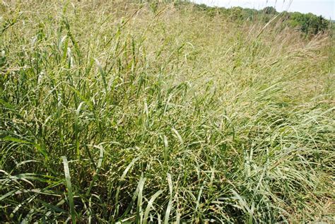 Photo of the bloom of Switchgrass (Panicum virgatum) posted by ILPARW ...