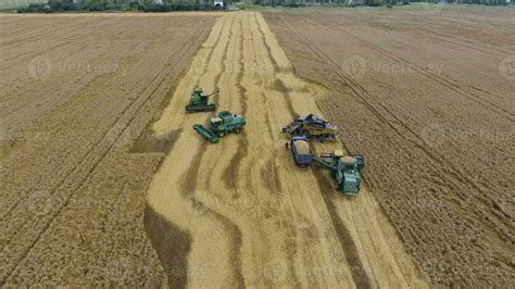 Harvesting wheat harvester. Agricultural machines harvest grain on the ...