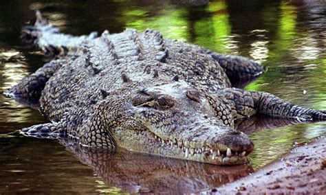 Crocodile attacks Australia: Boy, 12 dies in Northern Territory | Daily ...