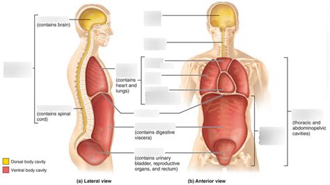 DORSAL & VENTRAL BODY CAVITIES Diagram | Quizlet