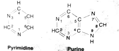 Purine And Pyrimidine Structure