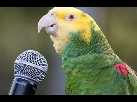 Funny Parrot - A Cute Funny Parrots Talking Videos Compilation ||NEW HD ...