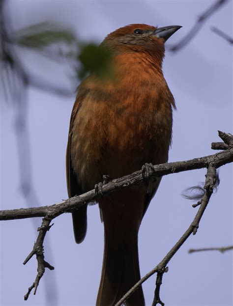 Hepatic Tanager (M) | Hepatic Tanager (M) | Roger Uzun | Flickr