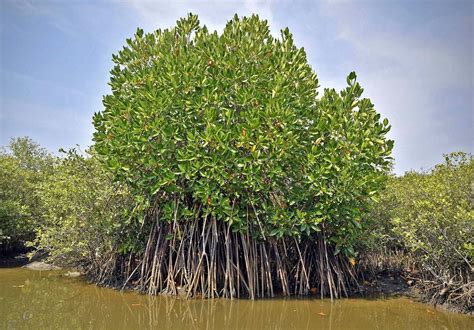 Mangrove Forests