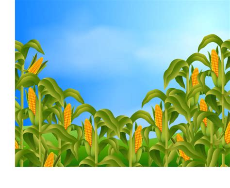 Corn Field Illustrations, Royalty-Free Vector Graphics & Clip Art - iStock