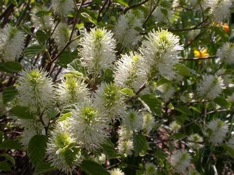 Fothergilla Mt Airy Shade Shrubs, Shade Garden Plants, Garden Shrubs ...