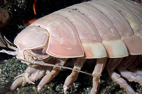 Giant Isopod