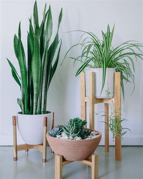 Plantas Decorativas