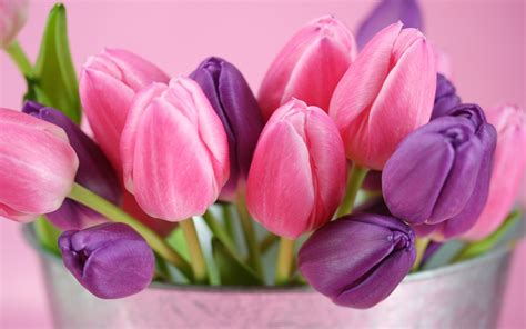 Pink and purple tulips flowers Wallpaper | 1680x1050 resolution ...