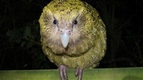 Every One Of These Endearing Parrots Will Have Its Genome Sequenced ...