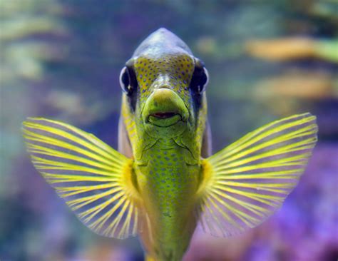 Free picture: fish, water, saltwater fish, aquarium, nature, ocean ...