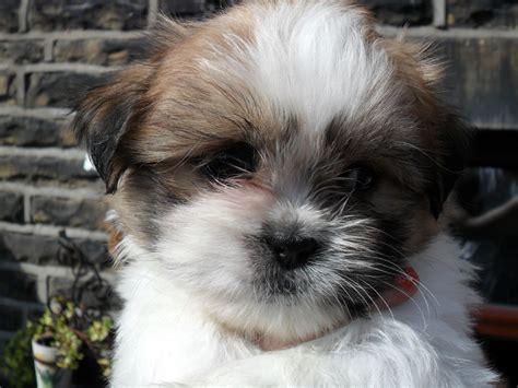 MALTESE/SHIH TZU PUPPIES FOR SALE | Bingley, West Yorkshire | Pets4Homes