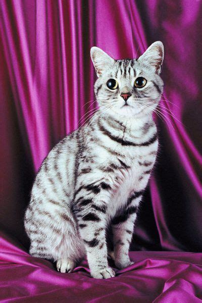 Information on Silver Tabby American Shorthair Cats | American ...