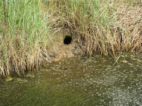 Water Vole Surveys - Wilkinson Associates