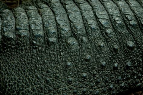 Alligator Skin by BonsEYE on DeviantArt