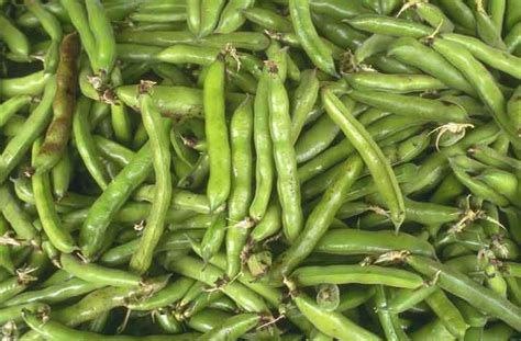 Beans, Snap | Center for Crop Diversification