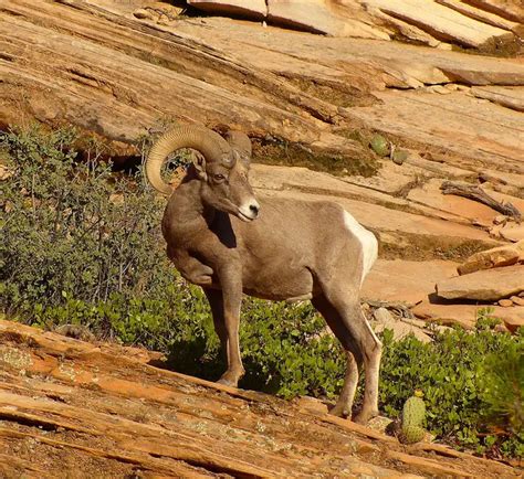 Nevada State Animal | Desert Bighorn Sheep