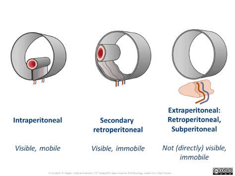 Intraperitoneal And Retroperitoneal Organs