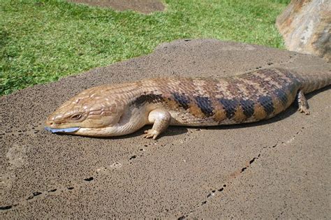 Blue-Tongued Skink - Honolulu Zoo Society