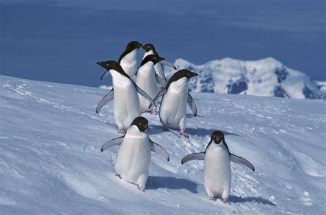 Antarctic penguins ‘happier with less sea ice’