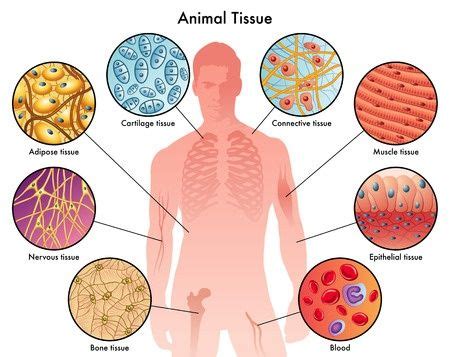 Tissue Types Study Guide | Tejidos del cuerpo humano, Clases de celulas ...