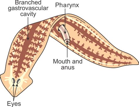 Planariadiagramnawalanglabel