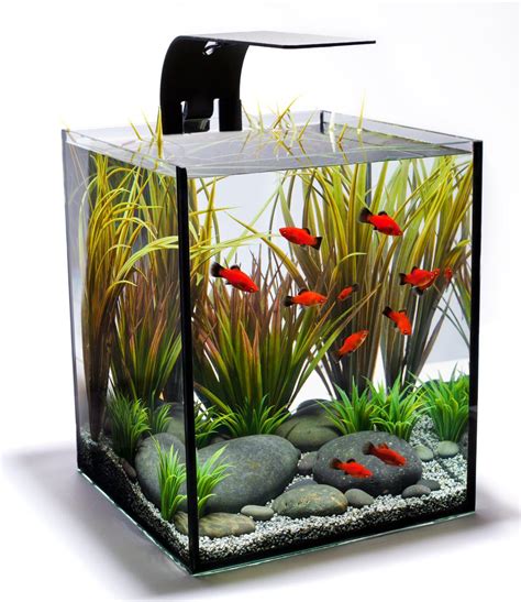 Cool Small Aquarium Fish | Aquarium Design Ideas