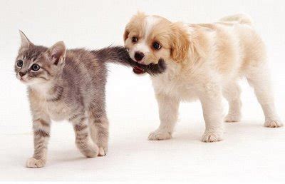 Puppies-vs-kittens-puppies-vs-kittens-22175696-400-258 | The Interns