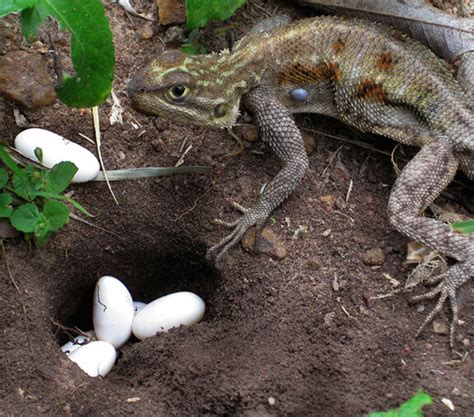 Introduction to Lizard Breeding | Infolific