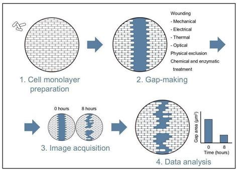 Wound healing assay - what, why and how - Emmasingel 33, 5611 AZ ...