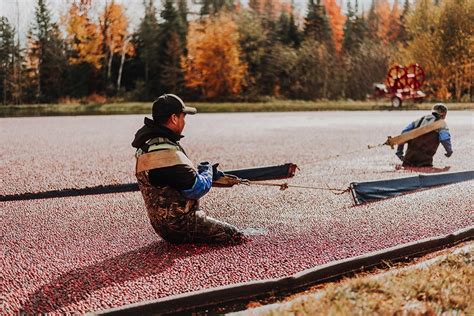 Cranberry Harvest Process in Quebec | Patience Fruit & Co