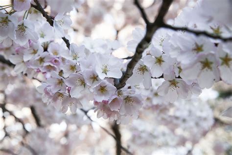 See DC's Blossoming Cherry Trees Photos | Image #21 - ABC News