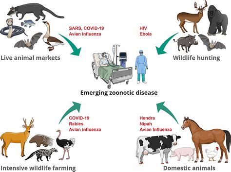 Animal Transmitted Diseases