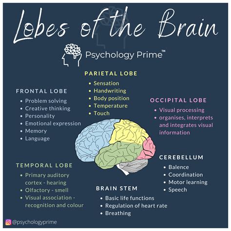 LOBES OF THE BRAIN 🧠 | Neuropsychology, Brain facts, Brain anatomy and ...