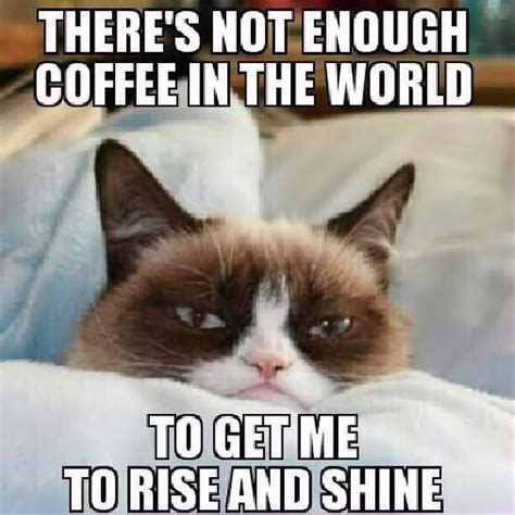 Not enough coffee in the world grump cat memes meme funny quotes grumpy ...