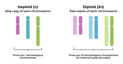 Difference between Haploid and Diploid