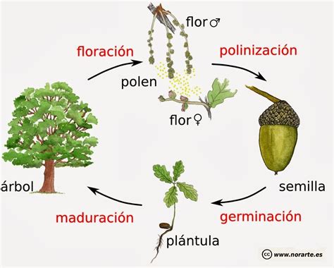 Ciclos de la Naturaleza Monografía : El Mundo y sus Plantas