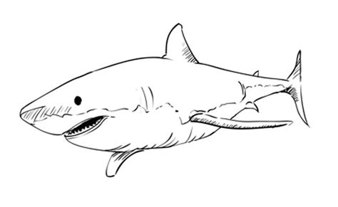 How to Draw a Great White Shark